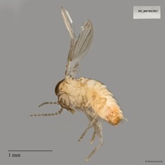Psychodidae sp. "ZRCBDP0017857" • © Maimon Hussin • All Rights Reserved