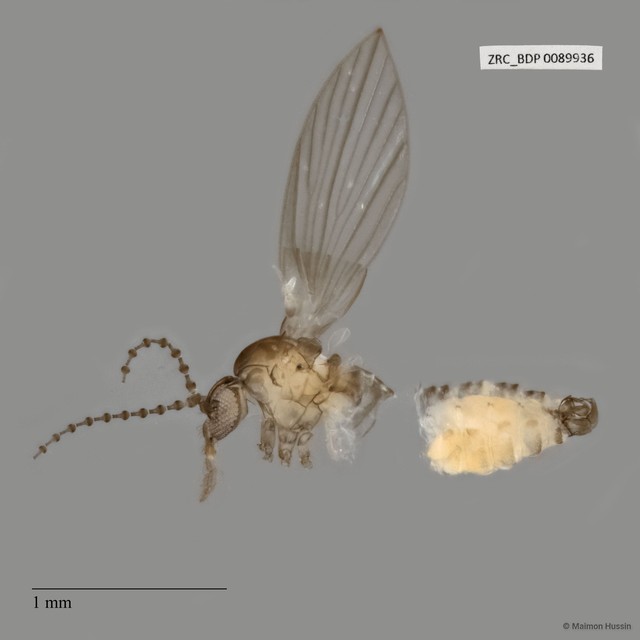 Psychodidae sp. "ZRCBDP0017857" • © Maimon Hussin • All Rights Reserved