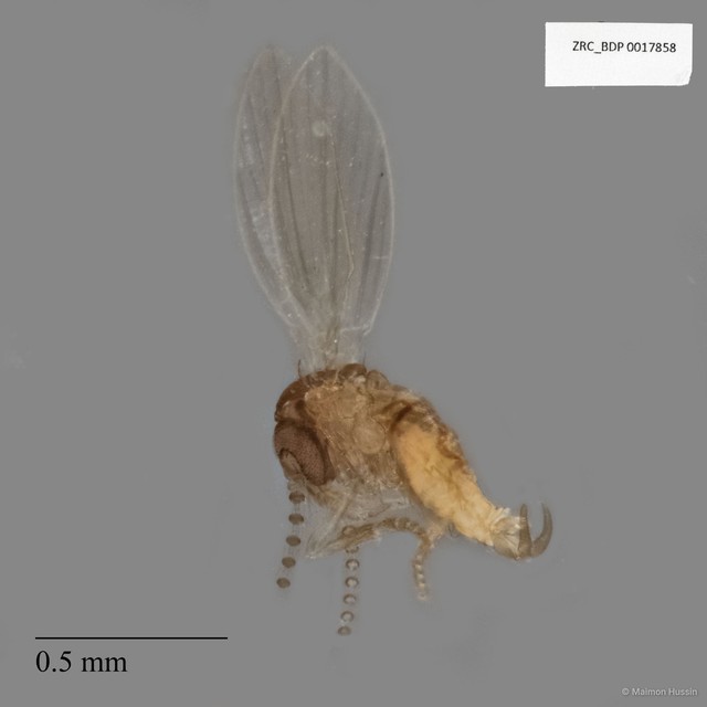Psychodidae sp. "ZRCBDP0017858" • © Maimon Hussin • All Rights Reserved