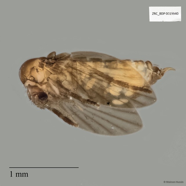 Psychodidae sp. "ZRCBDP0019940" • © Maimon Hussin • All Rights Reserved