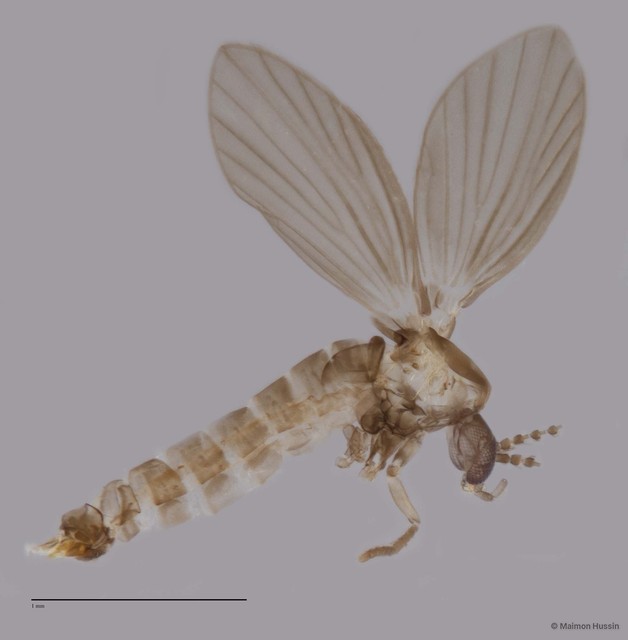 Psychodidae sp. "ZRCBDP0049327" • © Maimon Hussin • All Rights Reserved