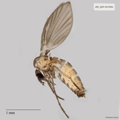 Psychodidae sp. "ZRCBDP0049327" • © Maimon Hussin • All Rights Reserved