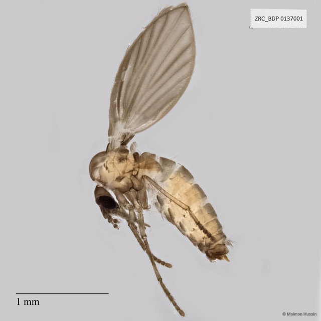 Psychodidae sp. "ZRCBDP0049327"