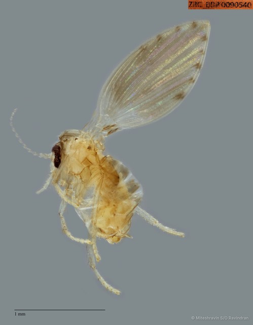 Psychodidae sp. "ZRCBDP0090540" • © Miteshravin S/O Ravindran • All Rights Reserved