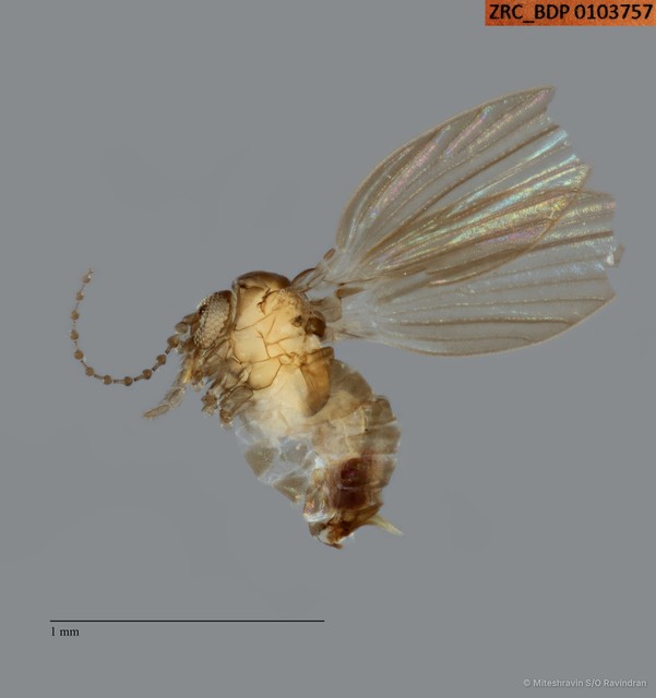 Psychodidae sp. "ZRCBDP0103757" • © Miteshravin S/O Ravindran • All Rights Reserved