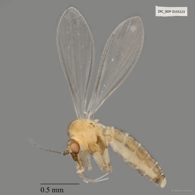 Psychodidae sp. "ZRCBDP0155123" • © Maimon Hussin • All Rights Reserved