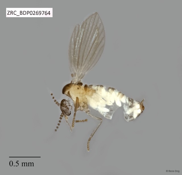 Psychodidae sp. "ZRCBDP0269764" • © Rene Ong • All Rights Reserved