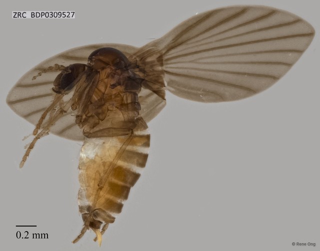 Psychodidae sp. "ZRCBDP0309527" • © Rene Ong • All Rights Reserved