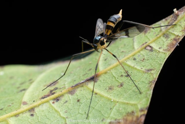 Ptychoptera sp. "4bf05683" • © Kenneth Chin • All Rights Reserved