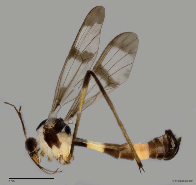 Ptychoptera sp. "n. ZRCBDP0047774" • © Maimon Hussin • All Rights Reserved
