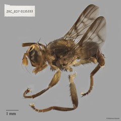 Pyrgotidae sp. "ZRCBDP0135333"