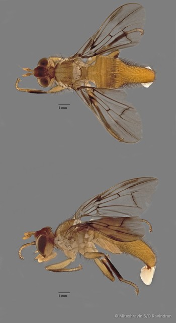 Campylocera chelyonothus