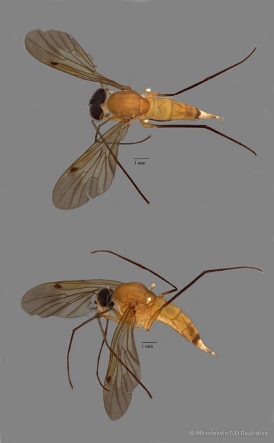 Rhagionidae sp. "ZRCBDP0104998" • © Miteshravin S/O Ravindran • All Rights Reserved