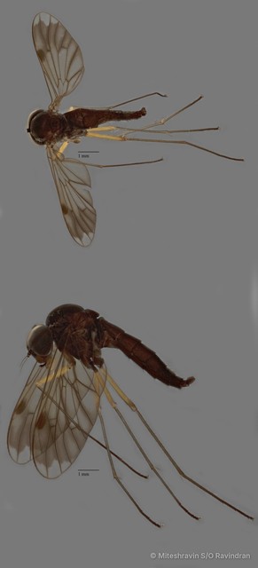 Rhagionidae sp. "ZRCBDP0105077" • © Miteshravin S/O Ravindran • All Rights Reserved