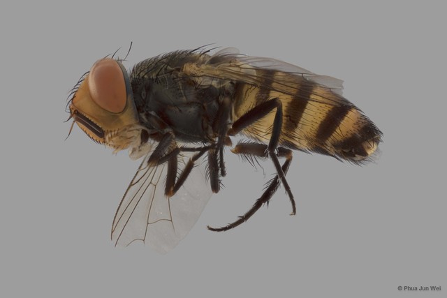 Craticulina sp. "cf. diffusa" • © Phua Jun Wei • All Rights Reserved