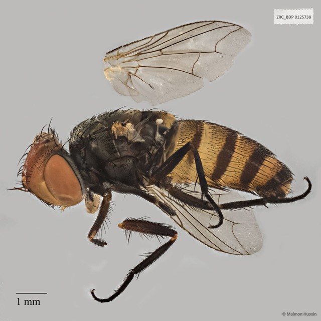 Craticulina sp. "ZRCBDP0025410" • © Maimon Hussin • All Rights Reserved