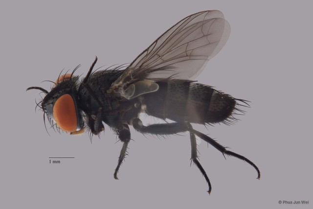 Metopia sp. "ZRCBDP0056664" • © Phua Jun Wei • All Rights Reserved