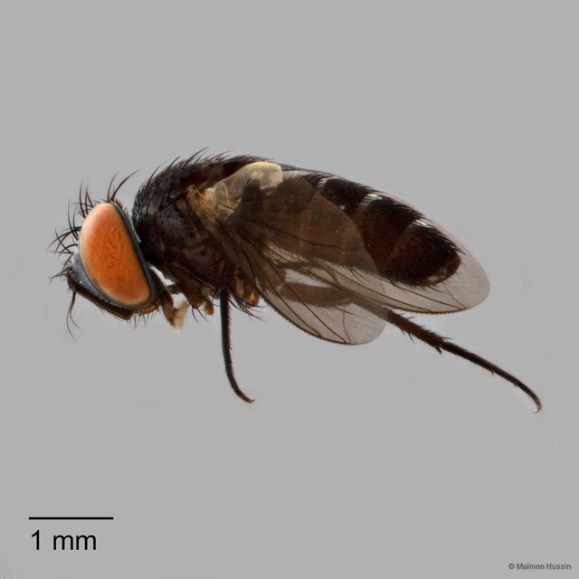 Metopia sp. "ZRCBDP0127482" • © Maimon Hussin • All Rights Reserved