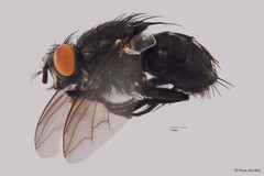 Sarcophaga sp. "ZRCBDP00021623" • © Phua Jun Wei • All Rights Reserved