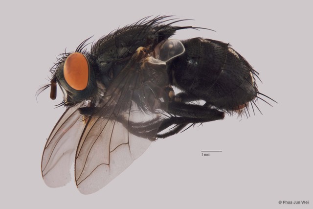 Sarcophaga sp. "ZRCBDP00021623" • © Phua Jun Wei • All Rights Reserved