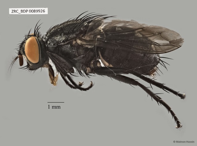 Sarcophaga sp. "ZRCBDP00021623"
