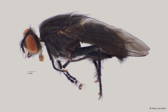 Sarcophaga sp. "ZRCBDP00056639" • © Phua Jun Wei • All Rights Reserved