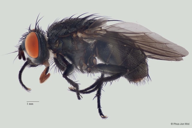Sarcophaga sp. "ZRCBDP00063491" • © Phua Jun Wei • All Rights Reserved