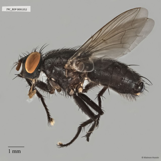 Sarcophaga sp. "ZRCBDP0017849" • © Maimon Hussin • All Rights Reserved