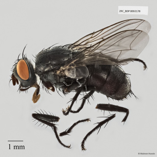 Sarcophaga sp. "ZRCBDP0025253" • © Maimon Hussin • All Rights Reserved
