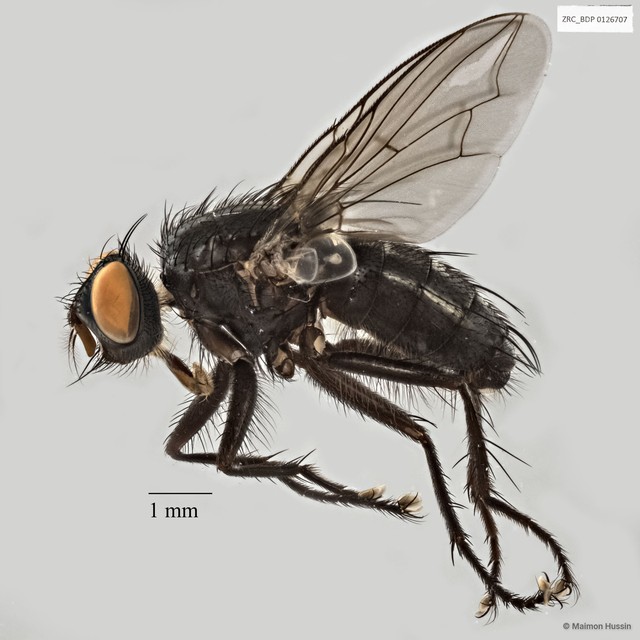 Sarcophaga sp. "ZRCBDP0025260" • © Maimon Hussin • All Rights Reserved