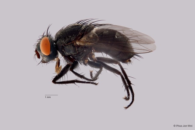 Sarcophaga sp. "ZRCBDP0056151" • © Phua Jun Wei • All Rights Reserved