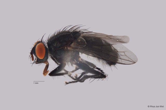 Sarcophaga sp. "ZRCBDP0056408" • © Phua Jun Wei • All Rights Reserved