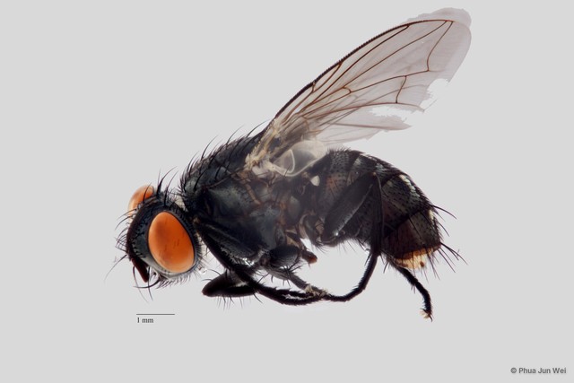 Sarcophaga sp. "ZRCBDP0056645" • © Phua Jun Wei • All Rights Reserved