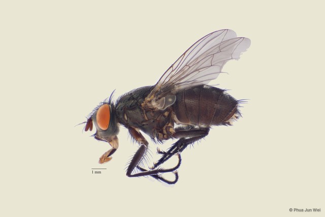 Sarcophaga sp. "ZRCBDP0056777" • © Phua Jun Wei • All Rights Reserved