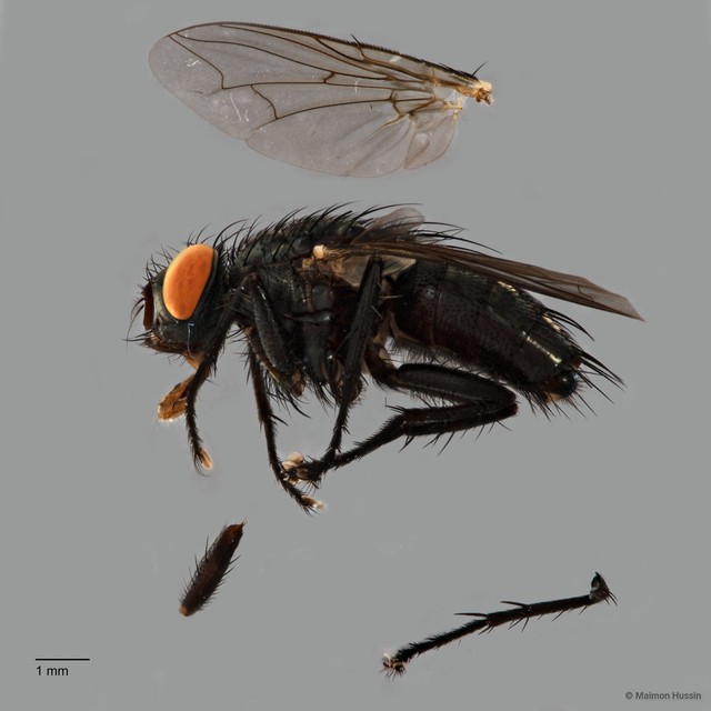 Sarcophaga sp. "ZRCBDP0056786"