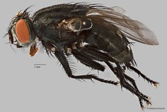 Sarcophaga sp. "ZRCBDP0077521"