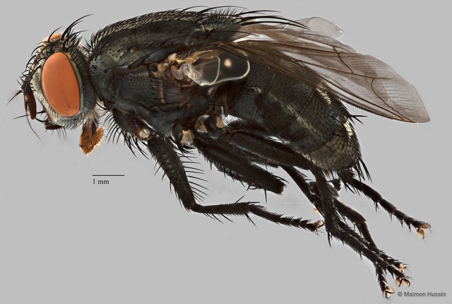 Sarcophaga sp. "ZRCBDP0077521" • © Maimon Hussin • All Rights Reserved