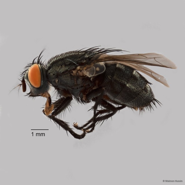 Sarcophaga sp. "ZRCBDP0077521"