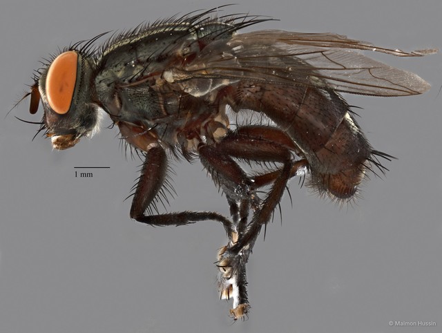 Sarcophaga sp. "ZRCBDP0077712" • © Maimon Hussin • All Rights Reserved