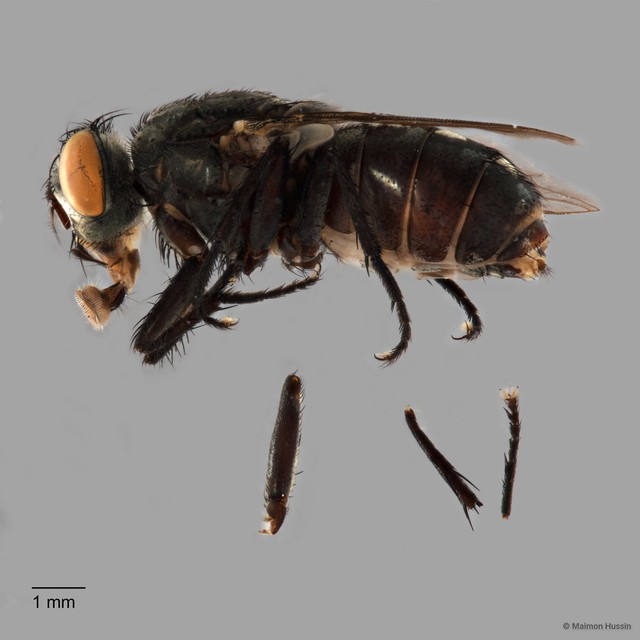 Sarcophaga sp. "ZRCBDP0126320" • © Maimon Hussin • All Rights Reserved