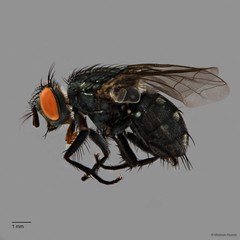 Sarcophaga sp. "ZRCBDP0126786"