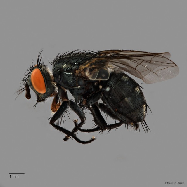 Sarcophaga sp. "ZRCBDP0126786" • © Maimon Hussin • All Rights Reserved
