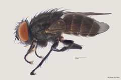 Senotainia navigatrix (Meijere, 1910)