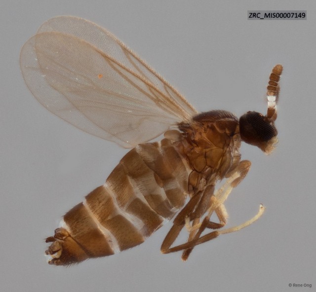 Scatopsidae sp. "ZRC_MIS00007149" • © Rene Ong • All Rights Reserved