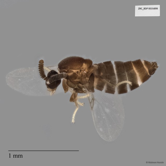 Scatopsidae sp. "ZRCBDP0019899" • © Maimon Hussin • All Rights Reserved