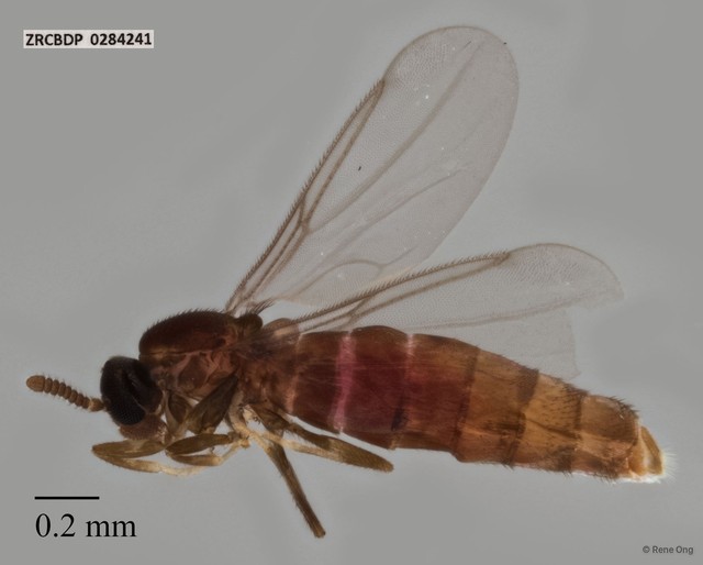 Scatopsidae sp. "ZRCBDP0284241" • © Rene Ong • All Rights Reserved