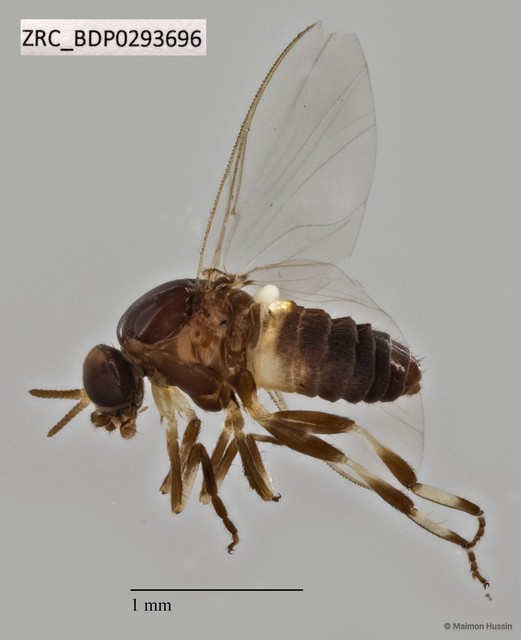 Scatopsidae sp. "ZRCBDP0291744" • © Maimon Hussin • All Rights Reserved