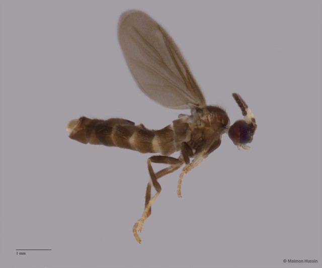 Colobostema sp. "ZRCBDP0048642" • © Maimon Hussin • All Rights Reserved
