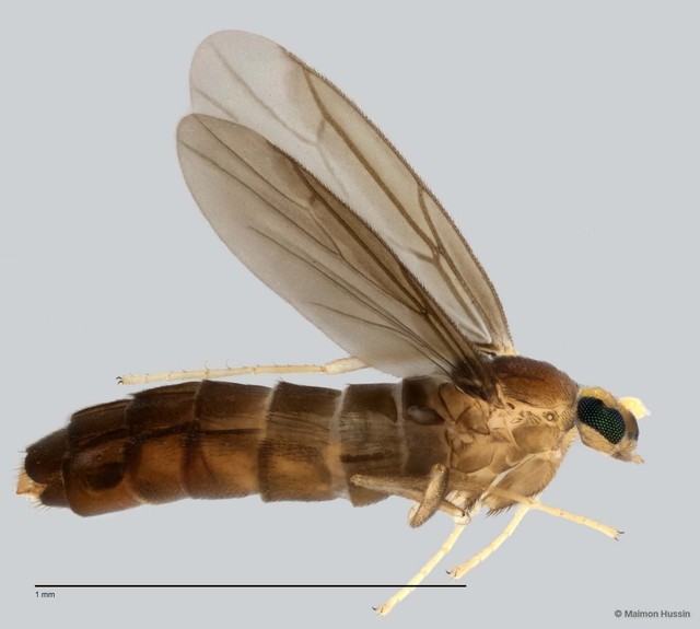 Colobostema sp. "ZRCBDP0048650" • © Maimon Hussin • All Rights Reserved