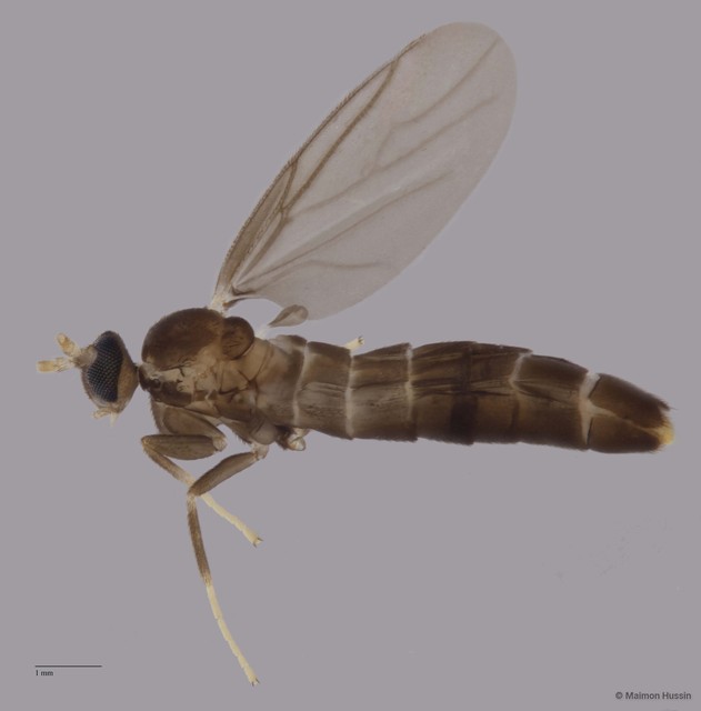 Colobostema sp. "ZRCBDP0048651" • © Maimon Hussin • All Rights Reserved